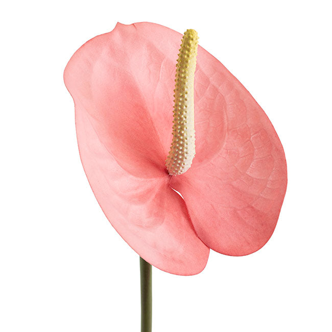 Real Touch Anthurium Soft Pink (63cmH)
