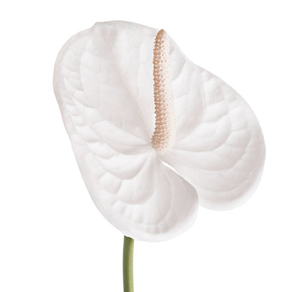 Real Touch Anthurium White (63cmH)