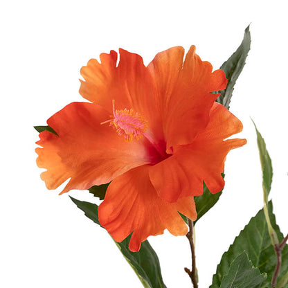 Hibiscus Flower x 2 Head Spray Peachy Orange (11cmDx61cmH)