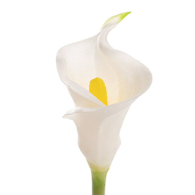 Calla Lily Early Bloom Stem Real Touch White (60cmST)