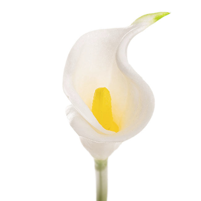 Calla Lily Early Bloom Stem Real Touch White (60cmST)