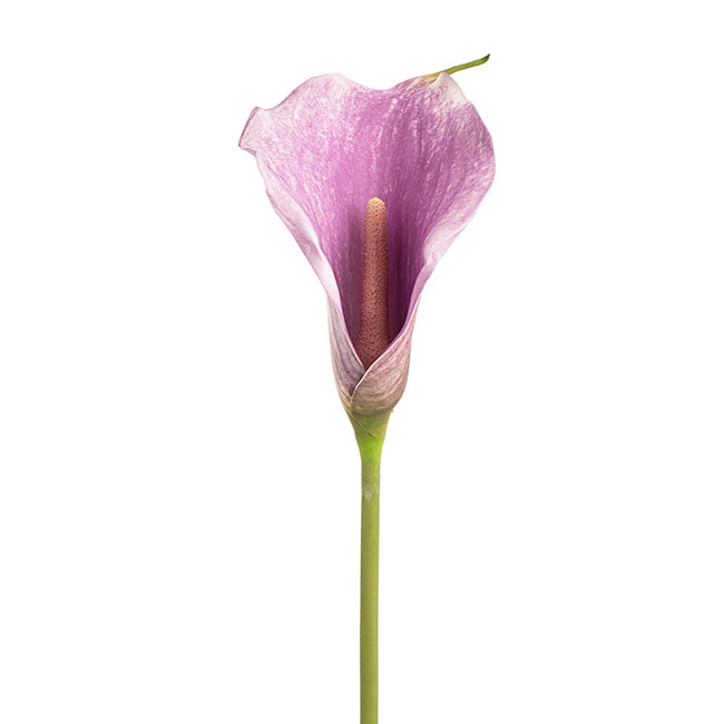 Real Touch Calla Lily Purple (72cmH)