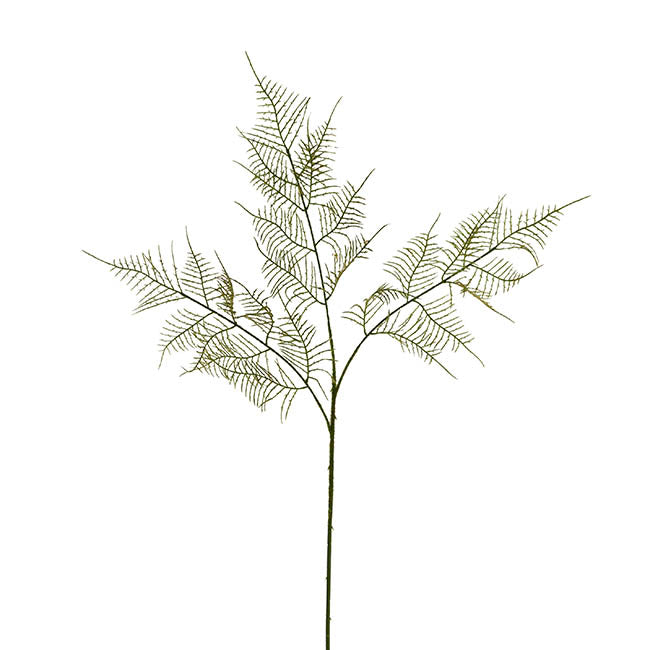Sprenger's Asparagus Fern Spray Green (80cmH)