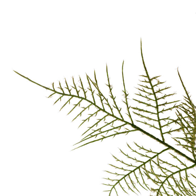 Sprenger's Asparagus Fern Spray Green (80cmH)
