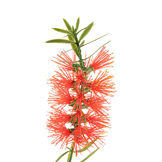 Native Bottlebrush x 2 Head Spray Red (64cmH)