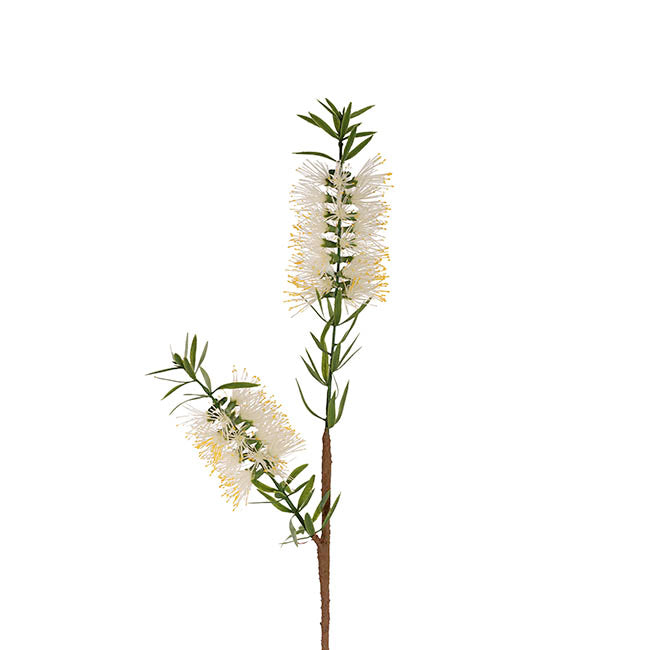 Native Bottlebrush x 2 Head Spray White (64cmH)