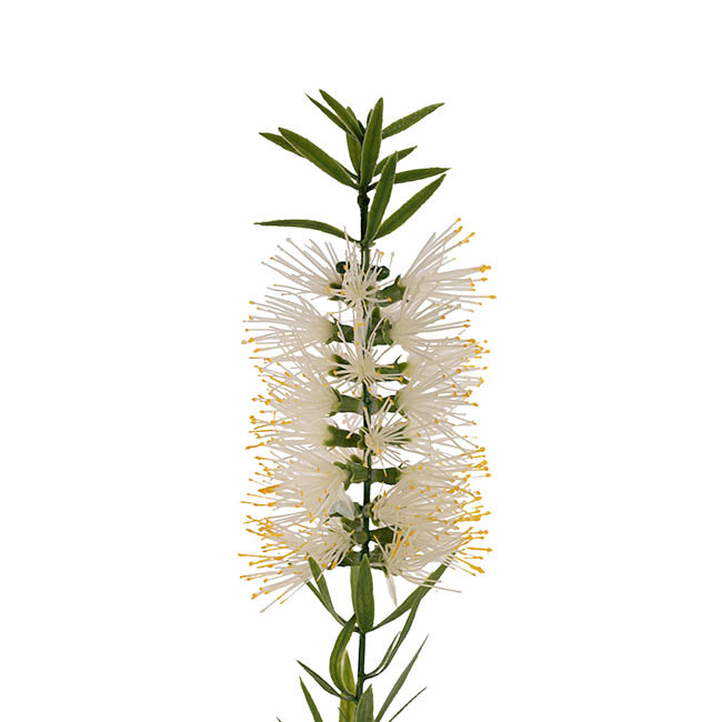 Native Bottlebrush x 2 Head Spray White (64cmH)