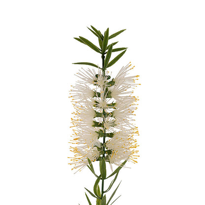 Native Bottlebrush x 2 Head Spray White (64cmH)