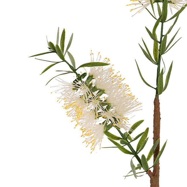 Native Bottlebrush x 2 Head Spray White (64cmH)