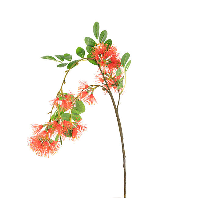 Flowering Gum Spray Red (73cmH)
