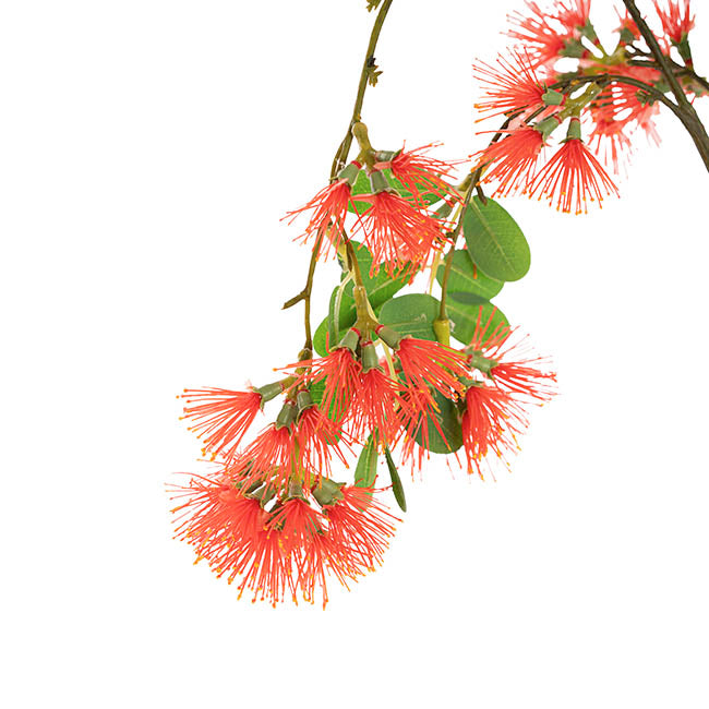 Flowering Gum Spray Red (73cmH)