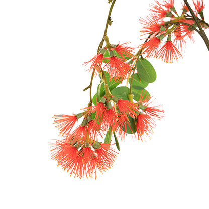Flowering Gum Spray Red (73cmH)