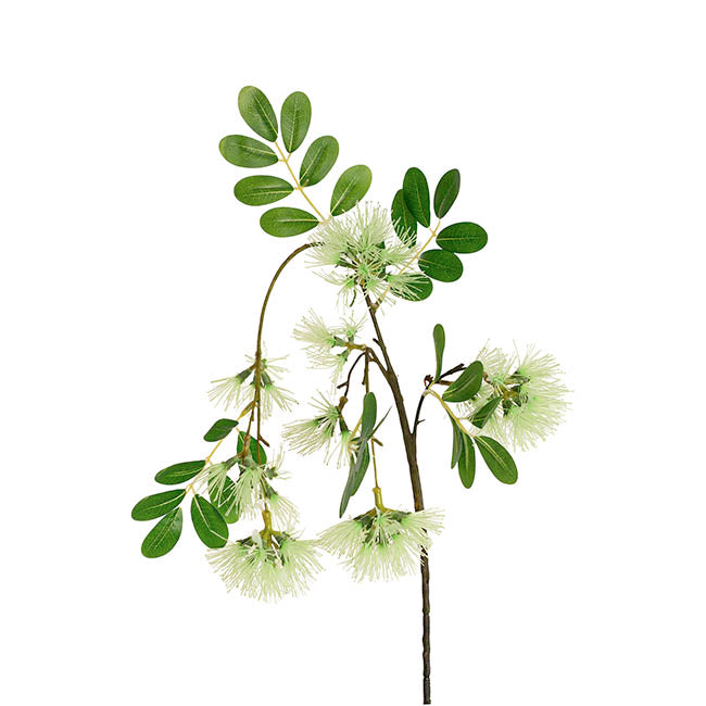 Flowering Gum Spray Soft Green (73cmH)
