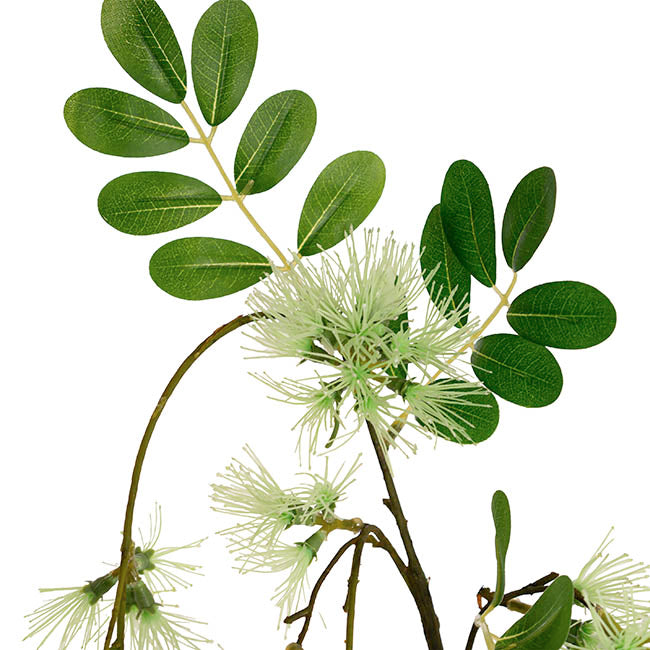 Flowering Gum Spray Soft Green (73cmH)