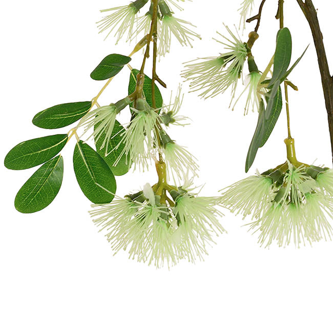Flowering Gum Spray Soft Green (73cmH)
