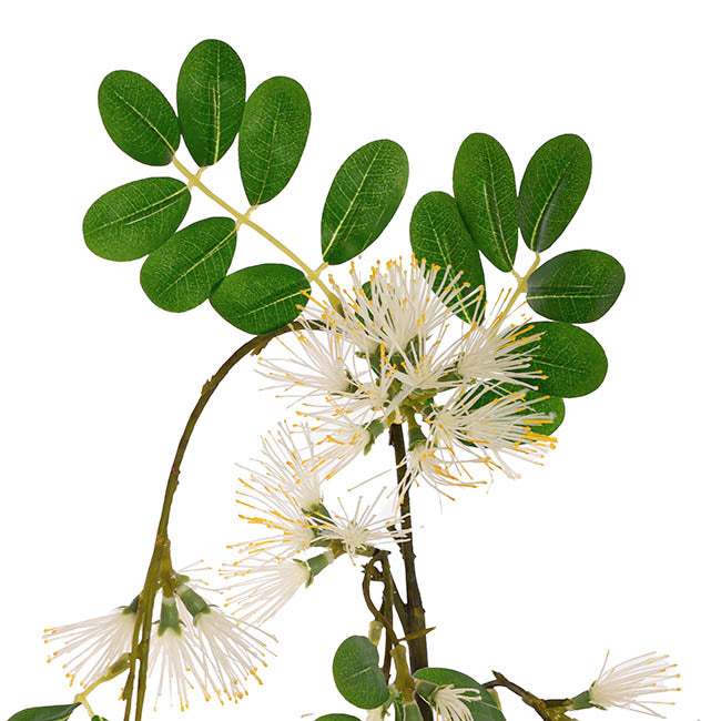 Flowering Gum Spray White (73cmH)