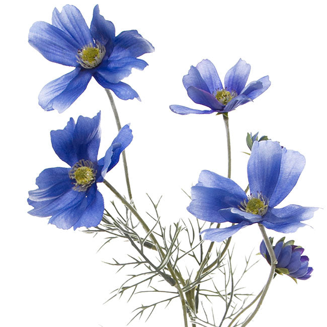 Cosmos Spray Light Blue (62cmH)