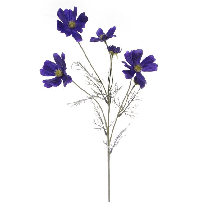 Cosmos Spray Cobalt Blue (62cmH)