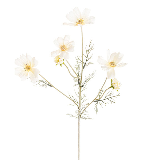 Cosmos Spray Cream (62cmH)