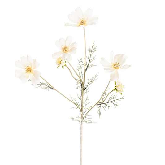 Cosmos Spray Cream (62cmH)