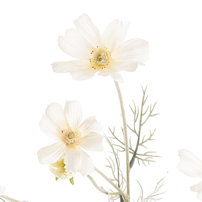 Cosmos Spray Cream (62cmH)