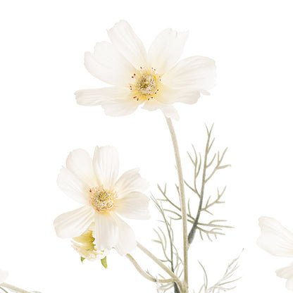 Cosmos Spray Cream (62cmH)