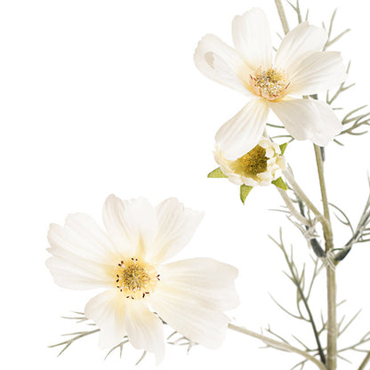 Cosmos Spray Cream (62cmH)