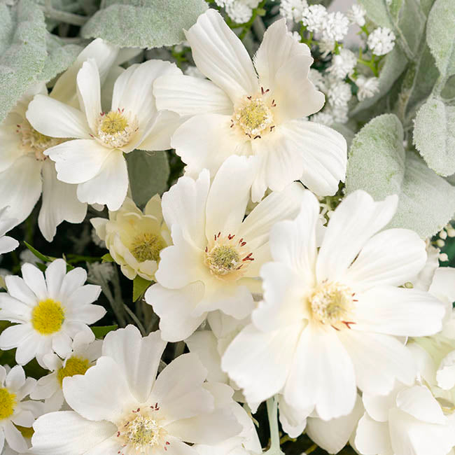 Cosmos Spray Cream (62cmH)