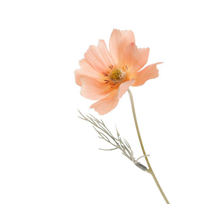 Cosmos Spray Peach (62cmH)