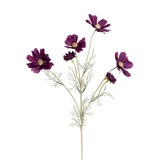 Cosmos Spray Dark Plum (62cmH)
