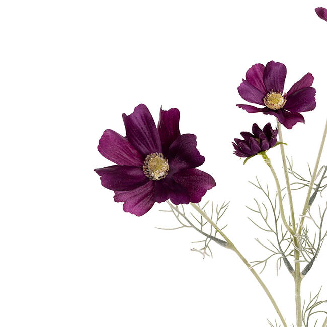 Cosmos Spray Dark Plum (62cmH)