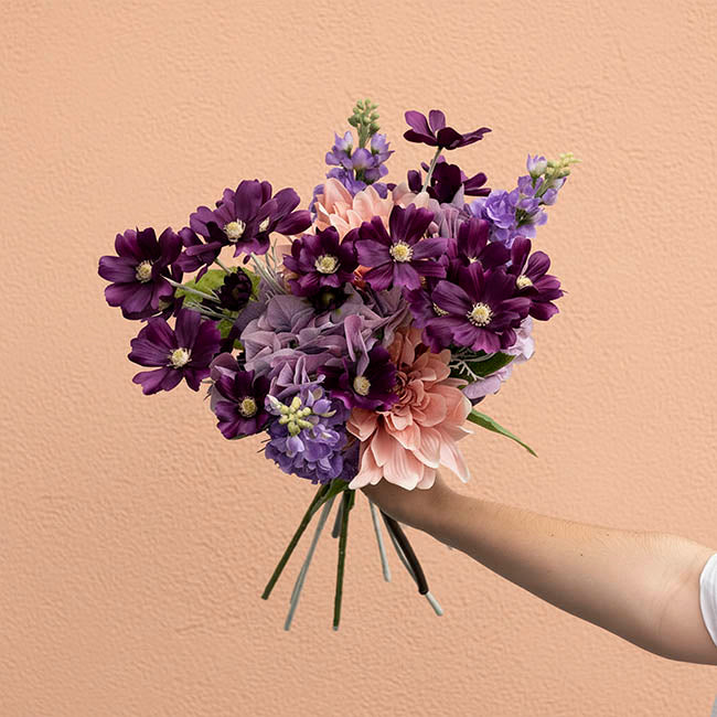 Cosmos Spray Dark Plum (62cmH)