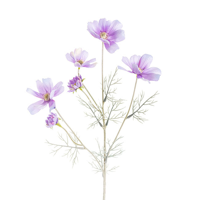 Cosmos Spray Soft Purple (62cmH)