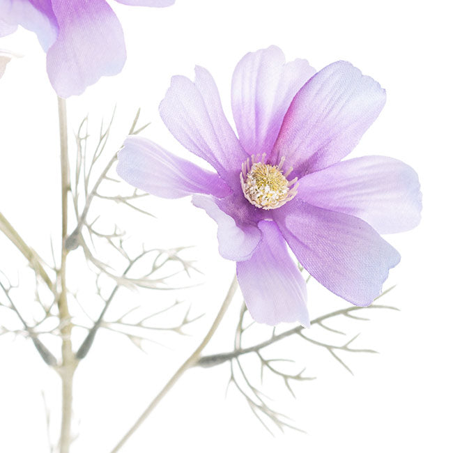 Cosmos Spray Soft Purple (62cmH)