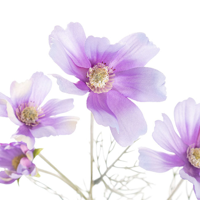 Cosmos Spray Soft Purple (62cmH)