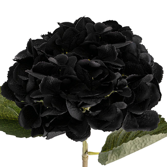 Claire Hydrangea Short Stem Black (52cmH)