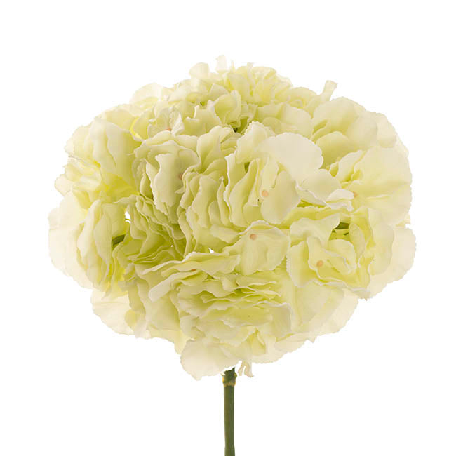 Giant Hydrangea Stem Soft Green (25cmDx54cmH)