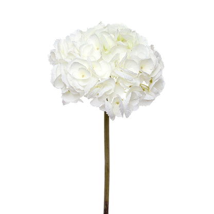Giant Sahara Hydrangea Cream (22cmDx59cmH)