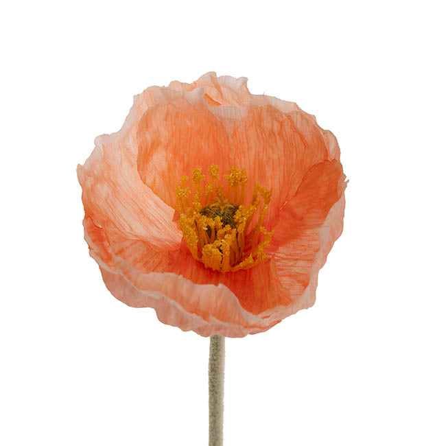 Large Poppy 3 Stem Bunch Soft Peach (14cmDx61cmH)