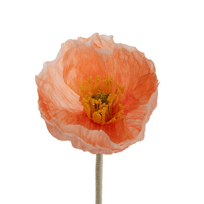 Large Poppy 3 Stem Bunch Soft Peach (14cmDx61cmH)
