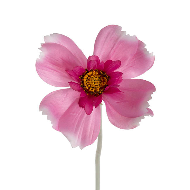 Queen Cosmos Stem