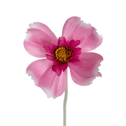 Queen Cosmos Stem