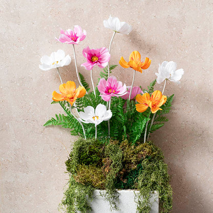 Queen Cosmos Stem Orange Yellow (12cmDx56cmH)