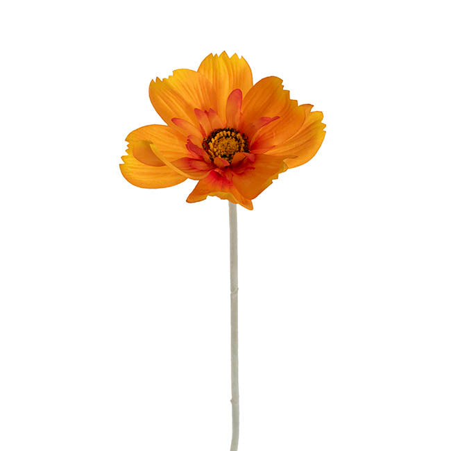 Queen Cosmos Stem Orange Yellow (12cmDx56cmH)