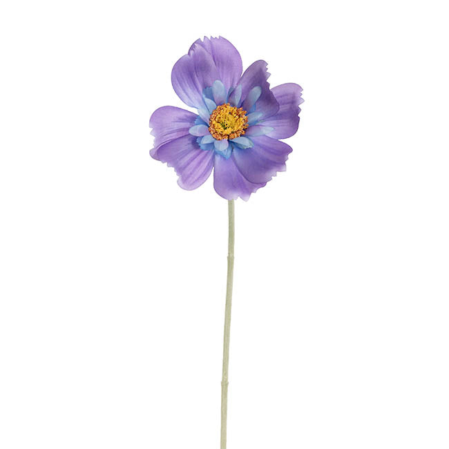 Queen Cosmos Stem Purple (12cmDx56cmH)