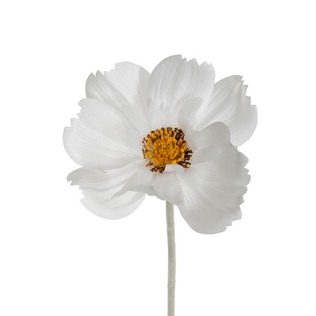 Queen Cosmos Stem White (12cmDx56cmH)