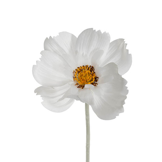 Queen Cosmos Stem White (12cmDx56cmH)