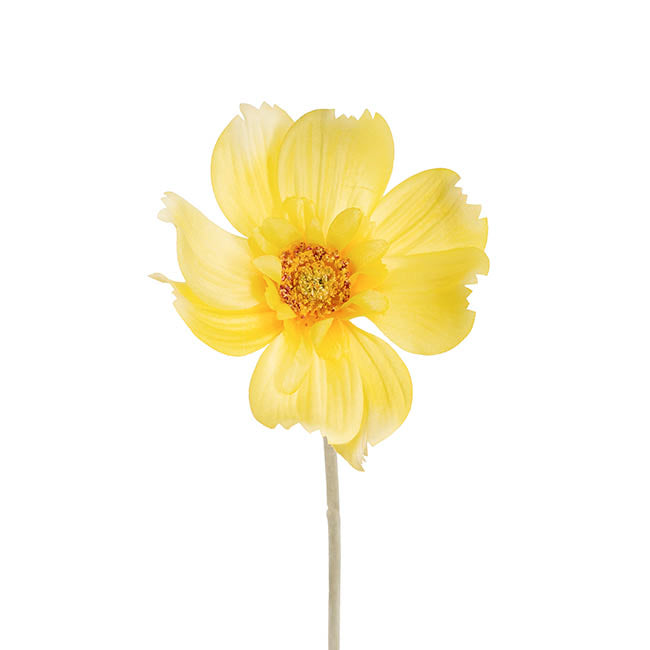 Queen Cosmos Stem Yellow (12cmDx56cmH)