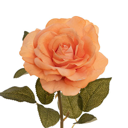 Event Velvet Rose Short Stem Apricot (11cmDx35cmH)