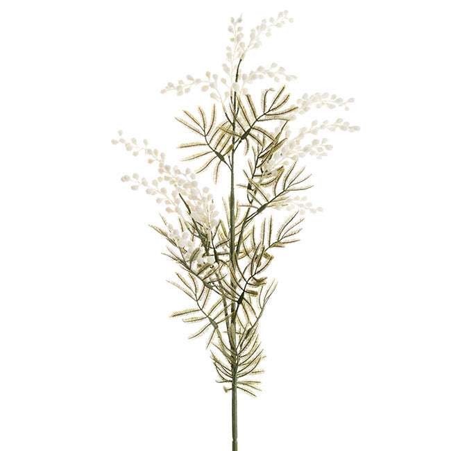 Australian Native Wattle White (85cmH)